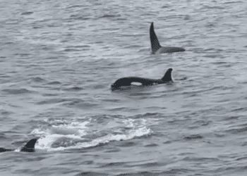 Новое исследование опровергает теорию о том, почему акулы покинули австралийские острова после вирусной атаки.