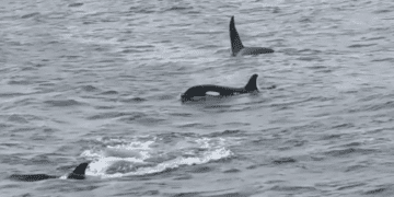 Новое исследование опровергает теорию о том, почему акулы покинули австралийские острова после вирусной атаки.