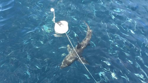 Новое исследование опровергает теорию о том, почему акулы покинули австралийские острова после вирусной атаки.