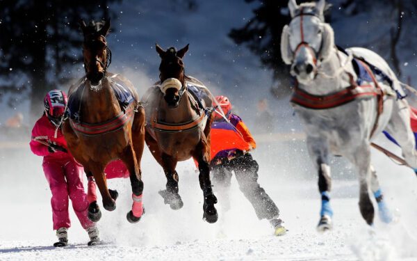 Скиджоринг: дикое сочетание лошадей и лыж, ставшее первым показательным видом спорта на зимних Олимпийских играх. Скиджоринг: дикое сочетание лошадей и лыж, ставшее первым показательным видом спорта на зимних Олимпийских играх.