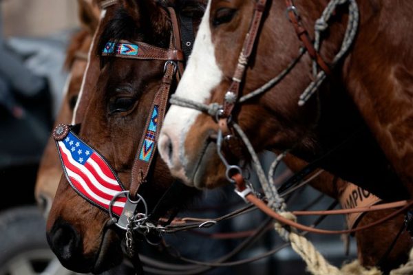 Скиджоринг: дикое сочетание лошадей и лыж, ставшее первым показательным видом спорта на зимних Олимпийских играх.