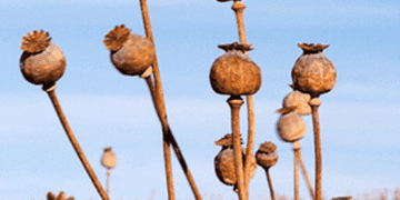 Срочное предупреждение об опасности для здоровья: с секретной фермы украли 1700 ядовитых маковых растений.