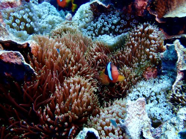 Крупнейшая в мире коралловая колония обнаружена у берегов Австралии командой матери и дочери.