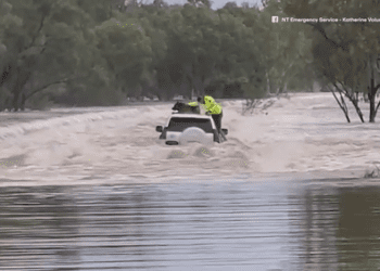 Собаку спасли из затопленных крокодилами вод недалеко от Кэтрин.