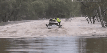 Собаку спасли из затопленных крокодилами вод недалеко от Кэтрин.