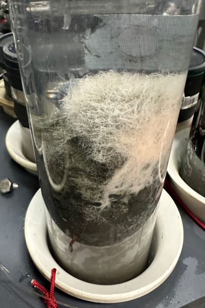 Связана ли вся сложная жизнь на Земле с концепцией из скандинавской мифологии? В некотором смысле.