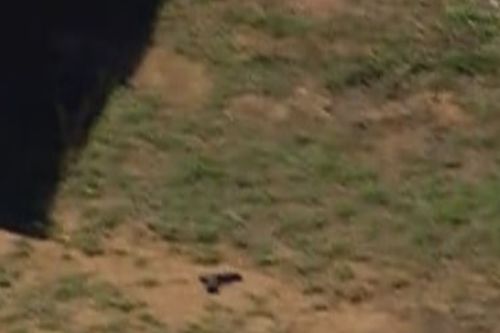 Полиция отследила повторяющиеся поездки автомобиля перед смертельной перестрелкой, в результате которой погиб Дези Фриман.