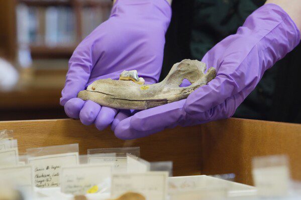 По данным Национального совета по безопасности на транспорте (NTSB), за несколько секунд до крушения в аэропорту Ла-Гуардия диспетчер разрешил пожарной машине пересечь взлетно-посадочную полосу.