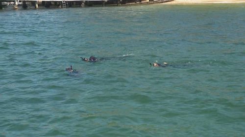 На популярном пляже Сиднея предположительно замечены акулы в огороженной сеткой зоне.