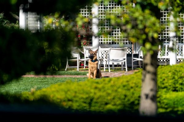 Другая часть истории, уничтоженная вместе с Восточным крылом: наследие Джеки Кеннеди.