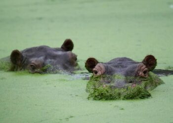 Баржа с горбатым китом Тимми в руках отправляется в Северное море.