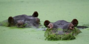 Баржа с горбатым китом Тимми в руках отправляется в Северное море.