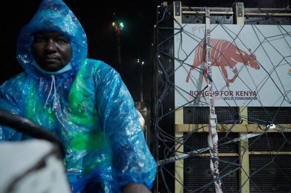 Баржа с горбатым китом Тимми в руках отправляется в Северное море.