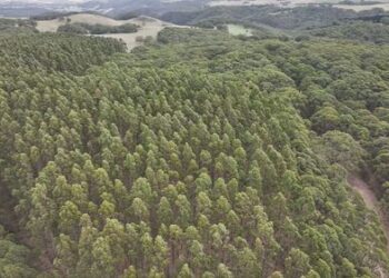 Полиция утверждает, что тело, найденное в густых зарослях, могло пролежать там годами.