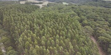 Полиция утверждает, что тело, найденное в густых зарослях, могло пролежать там годами.