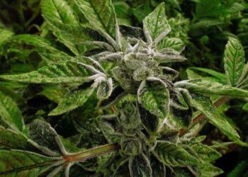 Премьер-министр Канады заявил, что США не имеют права диктовать условия торгового соглашения.