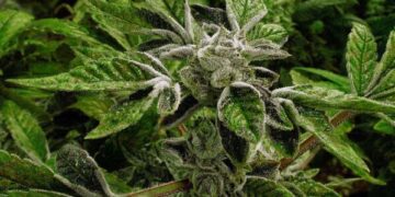 Премьер-министр Канады заявил, что США не имеют права диктовать условия торгового соглашения.