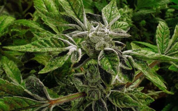 Премьер-министр Канады заявил, что США не имеют права диктовать условия торгового соглашения.