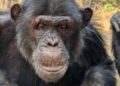 В Уганде между шимпанзе разгорелась «гражданская война», и исследователи не уверены, чем она закончится.