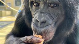 В Уганде между шимпанзе разгорелась «гражданская война», и исследователи не уверены, чем она закончится.