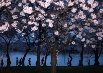 Обрушение стареющих сакур в Токио в сезон цветения вызывает опасения по поводу безопасности.