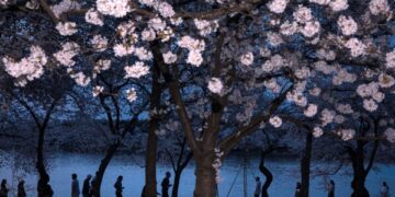 Обрушение стареющих сакур в Токио в сезон цветения вызывает опасения по поводу безопасности.