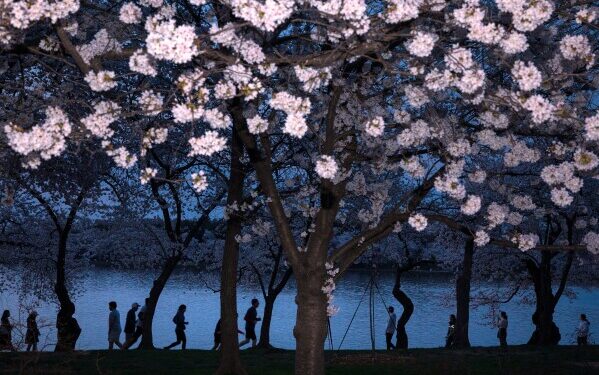 Обрушение стареющих сакур в Токио в сезон цветения вызывает опасения по поводу безопасности. Обрушение стареющих сакур в Токио в сезон цветения вызывает опасения по поводу безопасности.