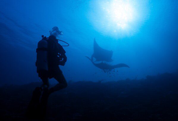 Взрывной рост численности инвазивных «рыб-уборщиков» спровоцировал операцию по массовому их уничтожению в столице Индонезии.