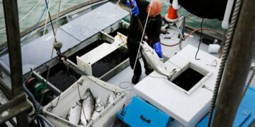 Взрывной рост численности инвазивных «рыб-уборщиков» спровоцировал операцию по массовому их уничтожению в столице Индонезии.