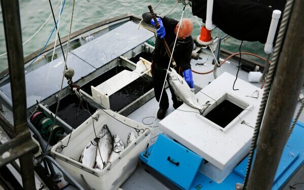 Взрывной рост численности инвазивных «рыб-уборщиков» спровоцировал операцию по массовому их уничтожению в столице Индонезии.