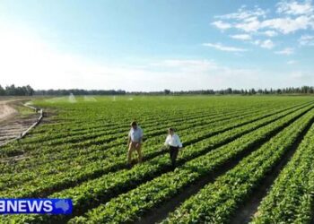 Фермеры предупреждают о нехватке продовольствия, поскольку вынуждены покидать поля из-за нехватки топлива. Фермеры предупреждают о нехватке продовольствия, поскольку вынуждены покидать поля из-за нехватки топлива.