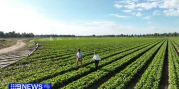 Фермеры предупреждают о нехватке продовольствия, поскольку вынуждены покидать поля из-за нехватки топлива.