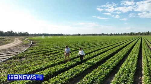 Фермеры предупреждают о нехватке продовольствия, поскольку вынуждены покидать поля из-за нехватки топлива. Фермеры предупреждают о нехватке продовольствия, поскольку вынуждены покидать поля из-за нехватки топлива.