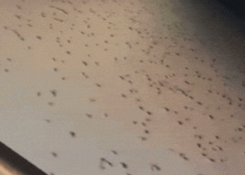 Фермеры делятся видеороликами, демонстрируя опасения по поводу новой вспышки нашествия мышей.