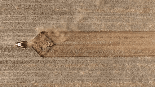 Фермеры делятся видеороликами, демонстрируя опасения по поводу новой вспышки нашествия мышей.