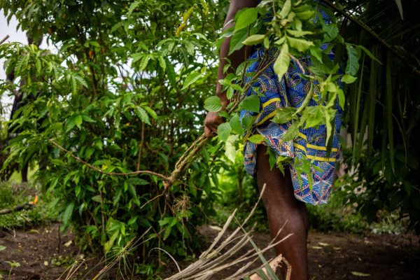 Ибогаин вызывает новый интерес у администрации Трампа. Вот что нужно знать об этом психоделике.