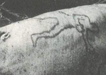 Обвинения в убийстве предъявлены после того, как акула вырвала мужчине из Сиднея.