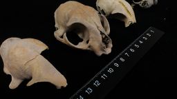 Судя по доисторическим игральным костям, коренные американцы, возможно, играли в азартные игры еще со времен последнего ледникового периода.