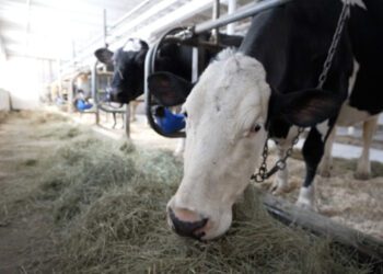 Сыр из непастеризованного молока связан со вспышкой кишечной палочки: что нужно знать, по мнению врача.