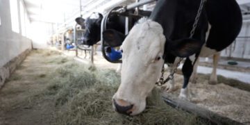 Сыр из непастеризованного молока связан со вспышкой кишечной палочки: что нужно знать, по мнению врача.