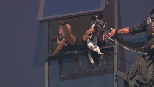 Спасатель забрался на высотное здание в Сиднее, чтобы добраться до пропавшей собаки, которая несколько дней провела, застряв на карнизе.