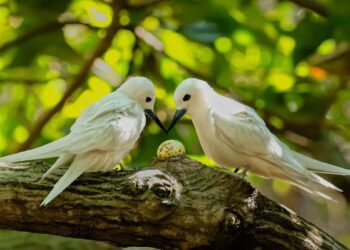 Спасатели потеряли надежду на спасение горбатого кита, выбросившегося на берег в Балтийском море.