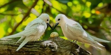 Спасатели потеряли надежду на спасение горбатого кита, выбросившегося на берег в Балтийском море.