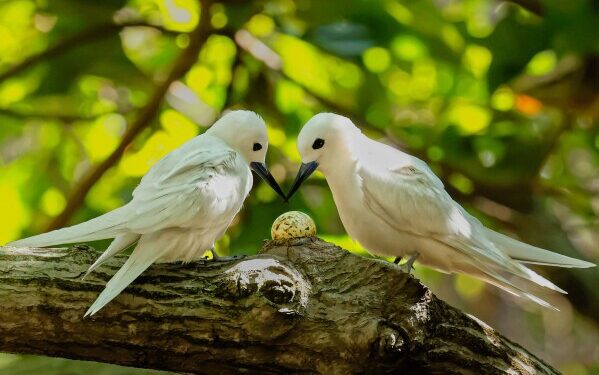 Спасатели потеряли надежду на спасение горбатого кита, выбросившегося на берег в Балтийском море.