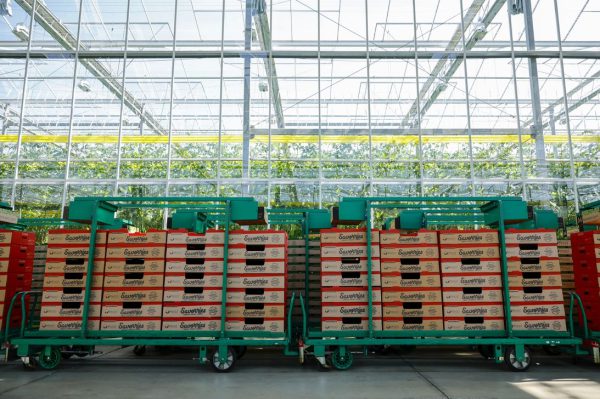 Помидоры сейчас в тренде. Возможно, вам не понравится причина.