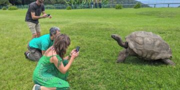 Старейшая из известных в мире черепах до сих пор жива, несмотря на слухи об обратном.