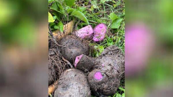 Внутри сложного и засекреченного бизнеса по покупке убэ, нового любимого блюда интернета.