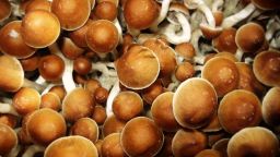 Отравления грибами рода Amanita вызывают опасения после смертельных случаев. Врач объясняет, что нужно знать.