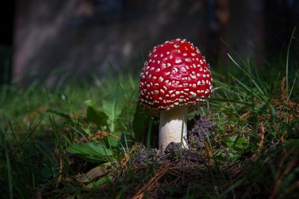 Отравления грибами рода Amanita вызывают опасения после смертельных случаев. Врач объясняет, что нужно знать.