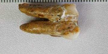 Только на AP: Под собором Нотр-Дам «раскопки века» раскопали 1700 лет истории.